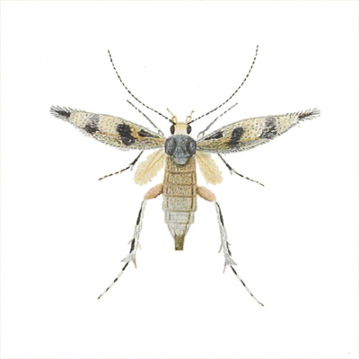 dhobern